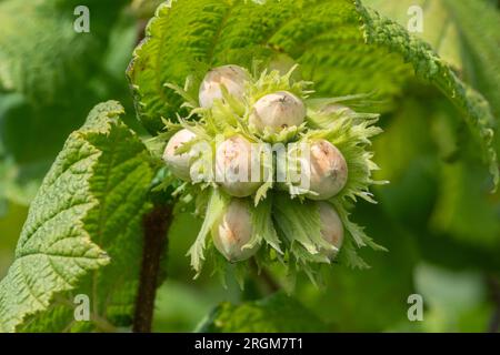 Hazel nuts on hazel tree (Corylus avellana), England, UK, during August or summer Stock Photo