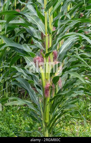 Maize (Zea mays) growing in a field in Hampshire, England, UK. Agriculture, arable farming, crop, crops, agricultural land Stock Photo