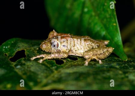 Chiriqui robber frog (Pristimantis cruentus) from Bosque de Paz, Costa Rica. Stock Photo