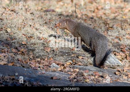 Indian grey mongoose (Urva edwardsii) from Nagarahole National Park, southern India. Stock Photo