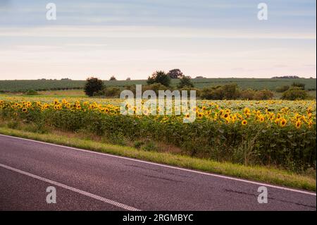 Field with sunflowers next to the road, agriculture in Germany, farmland with yellow blooming flowers at the countryside Stock Photo