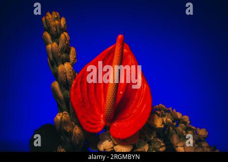 Bouquet of red green flowers and in neon blue light, water drops on the exotic plant Stock Photo