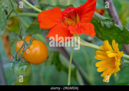 Companion planting of nasturtiums and calendula/ marigold to protect Sun Gold tomatoes from pests. Stock Photo