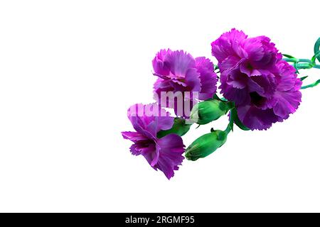 Bold and vibrant dark pink and violet carnation flower on a green stem. Macro, close-up image, petal details, set against a white background. Stock Photo