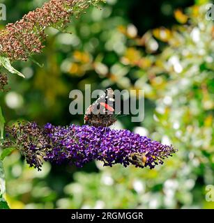 Dark purple buddleia and red admiral butterfly, Cowbridge scenes. Taken August 2023.Vanessa atalanta, the red admiral butterfly. Ventral view. cym Stock Photo