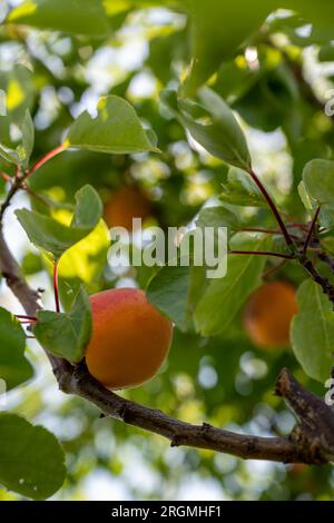 Apricots ripening on a tree in an allotment in London UK. Stock Photo