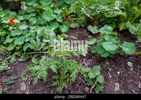 An allotment patch self seeded from home made compost with nasturtiums, chard, tomato and parsnip. Stock Photo