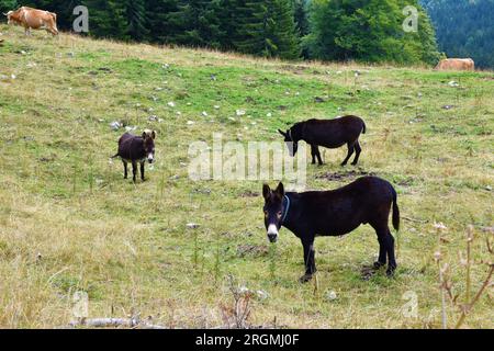 Group of black donkeys on a meadow Stock Photo