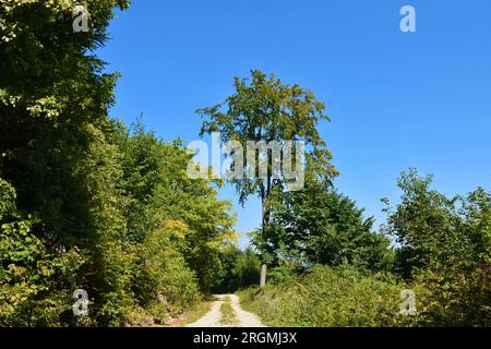 Gravel road leading through a broadleaf, temperate, deciduous forest Stock Photo