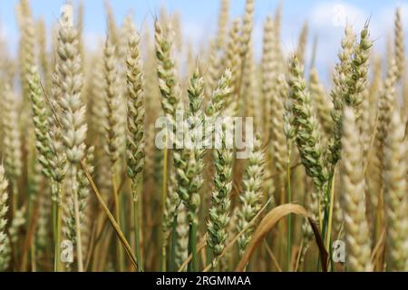 Unripe green common wheat in cultivated field. Young ears bread wheat. Triticum aestivum. Head full grains close up. Concept of the rich harvest Stock Photo