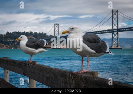 Two seagulls sitting on wooden rail with Bay Bridge in the background in San Francisco, California Stock Photo