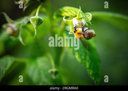 Bee on the raspberry flower on summer Stock Photo