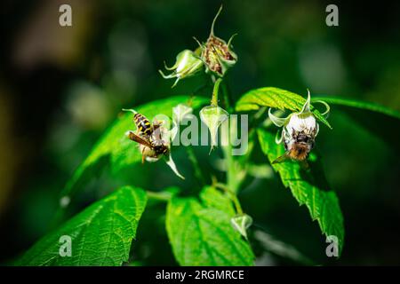 A bee and a wasp next to each other on one plant - raspberry flowers Stock Photo