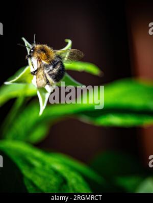 Bee on the raspberry flower on summer Stock Photo