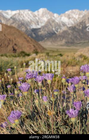Wildflowers in Alabama Hills with the snow covered Eastern Sierras in the distance Stock Photo