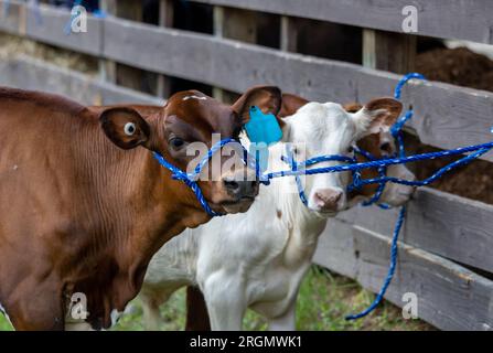 Dairy cow with rope in pen at NJ State country fair in Sussex County Stock Photo