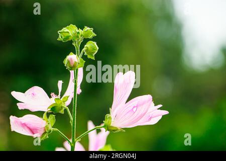 Delicate pink flower Malva alcea. Growing ornamental plants in home garden. Summer natural background. Stock Photo