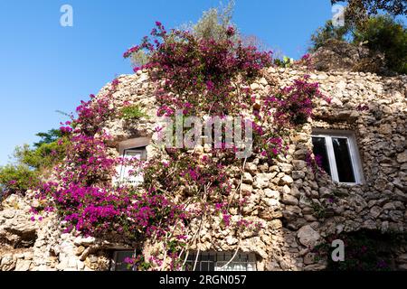 Old rough stone wall, partially entwined with a blooming purple ivy Stock Photo