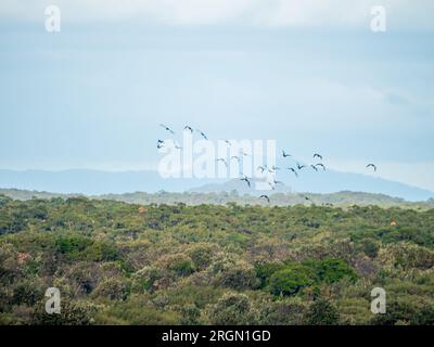 A flock of birds flying over a canopy of trees in the Australian bush wit green trees and blue hills, beautiful scenery Stock Photo