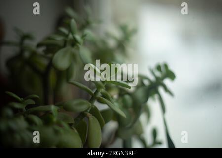 House plant in room. Interior details. Light from window. Stock Photo