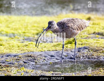 Long billed Curlew Eating Crab Stock Photo