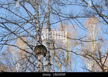 A large spherical growth (burl) on a birch tree in a winter forest Stock Photo