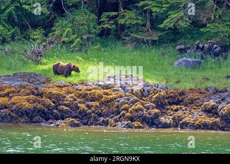 Grizzly bear in Misty Fjords National Monument Stock Photo