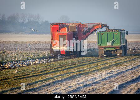 Sugar beet being harvested and loaded onto a trailer on a frosty morning in Lincolnshire, England Stock Photo