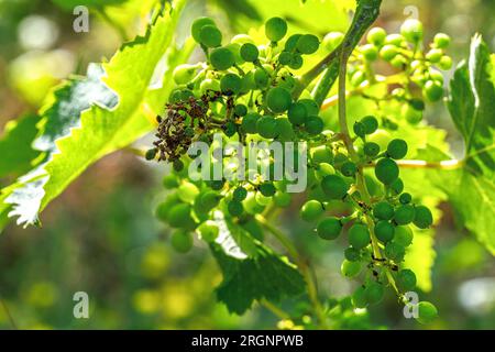 Vineyard infected with plasmopara viticola, a dangerous grape disease. Stock Photo