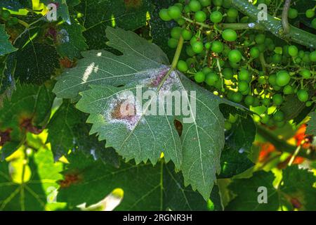 Vineyard infected with plasmopara viticola, a dangerous grape disease. Stock Photo