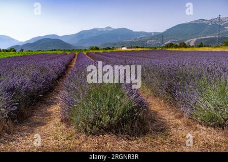 lavender field with mountain range in the background Stock Photo