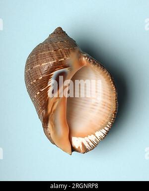 Purpura persica, Muricidae Stock Photo