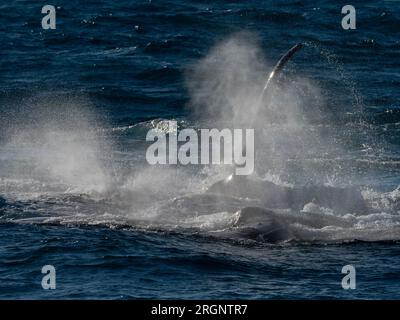 Humpback whale, Megaptera novaeangliae, competitive group in the Kimberley Australia Stock Photo
