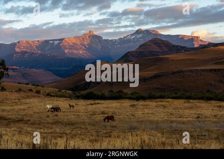 Dawn with horses and snowy mountains at Cobham, Southern Maloti-Drakensberg Park, South Africa Stock Photo