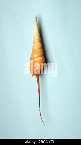 Tibia fusus, Rostellariidae Stock Photo