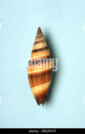 Vexillum vulpecula, Costellariidae Stock Photo