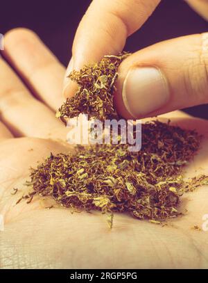 cutting tobacco by hand Cut tobacco in hand as a smoking concept Stock Photo
