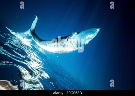 Whale baby is swimming in the ocean near Moorea Stock Photo