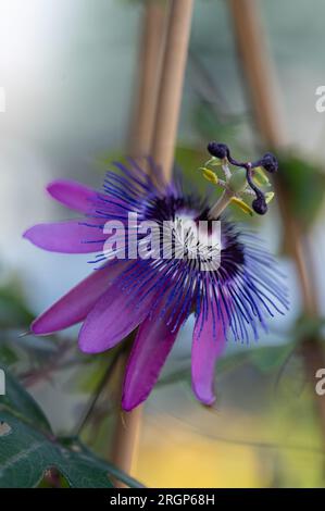 Close up of purple passion flower blooming on a vine in summer. Stock Photo
