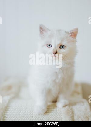 Fluffy white Ragdoll kitten with blue eyes on a white background. Stock Photo