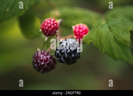 Close up of black raspberries in stages of ripening on bush. Stock Photo