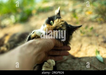 Cat bites hand. Playing with cat on street. Stock Photo