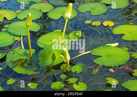 small white water lily, flowers and leaves Stock Photo