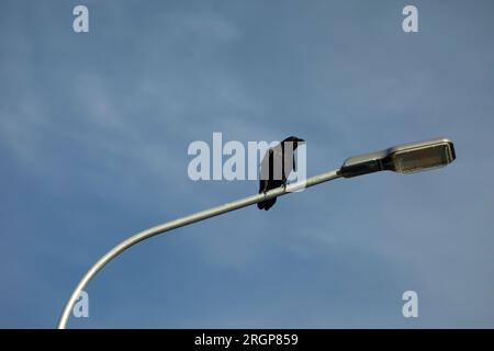 Black raven sits on street lamp. Details of birds life. Stock Photo