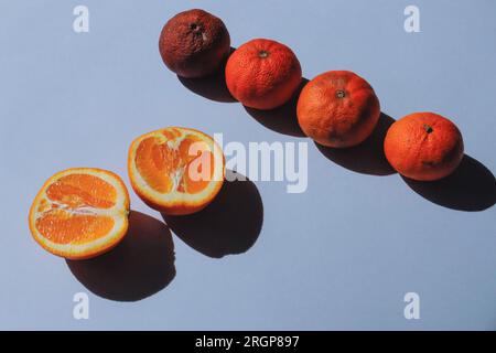 Fresh oranges and spoiled fruits, ecological consumption Stock Photo