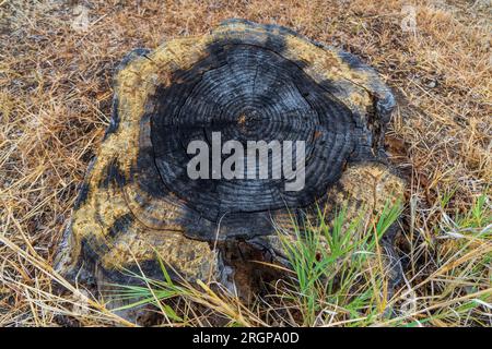 Old tree stump with holes in the grass. Close-up. Stock Photo