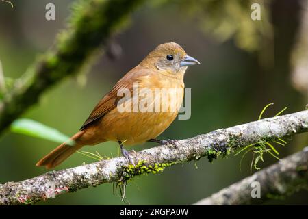 Beautiful view to brown bird (Ruby-crowned Tanager) on green area Stock Photo