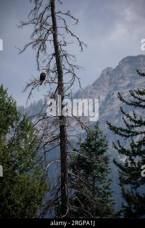 A bald eagle in Colorado's San Juan Mountains. Stock Photo