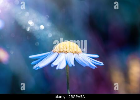 Close-up chamomile or daisies in the meadow. Awakening of nature Stock Photo