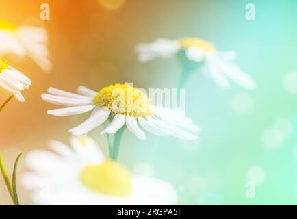 Closeup view of the blooming flowers, field wild chamomile. Beautiful daisies in sunlight with blurred background bokeh Stock Photo